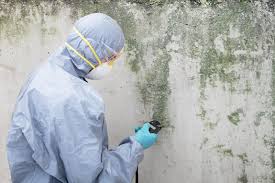 Asbestos and Lead Testing During Mold Inspection in Bloomington, CA